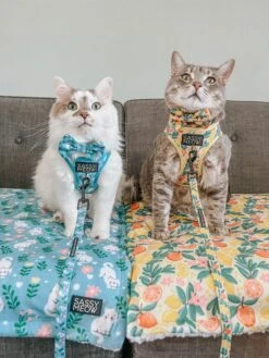 Pet Blanket - Zest Friends -Furfinity Cheap Shop DALIANDRAMSEY 7 5778bfc6 b26b 4022 b75c b55ae675417e