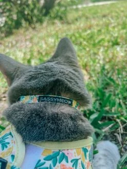 Cat Collar - Zest Friends -Furfinity Cheap Shop DALIANDRAMSEY 8 75a2cbee fc17 4482 be00 f9d28804e7ae