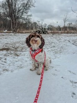 Dog Waste Bag Holder - Hello Kitty® Red Classic -Furfinity Cheap Shop DALIRAMSEY 2