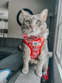 Cat Bundle - Hello Kitty® Red Classic 27 Cat Bundle - Hello Kitty® Red Classic -Furfinity Cheap Shop DALIRAMSEY 5 2