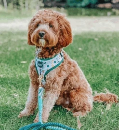 Dog Rope Leash - Hunter -Furfinity Cheap Shop DAWSON