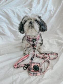 Dog Waste Bag Holder - Pawberry 17 Dog Waste Bag Holder - Pawberry -Furfinity Cheap Shop DECLAN THE ONE EYED TRIPAWD 2 94747988 976e 4b31 91b4 990c9041b35d