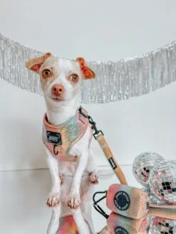 Dog Adjustable Harness - The Night Life -Furfinity Cheap Shop DIVINE LUNA THE CHIHUAHUA 1 fd67fc3b 1db3 4c7c bee3 7c01fd5746ce