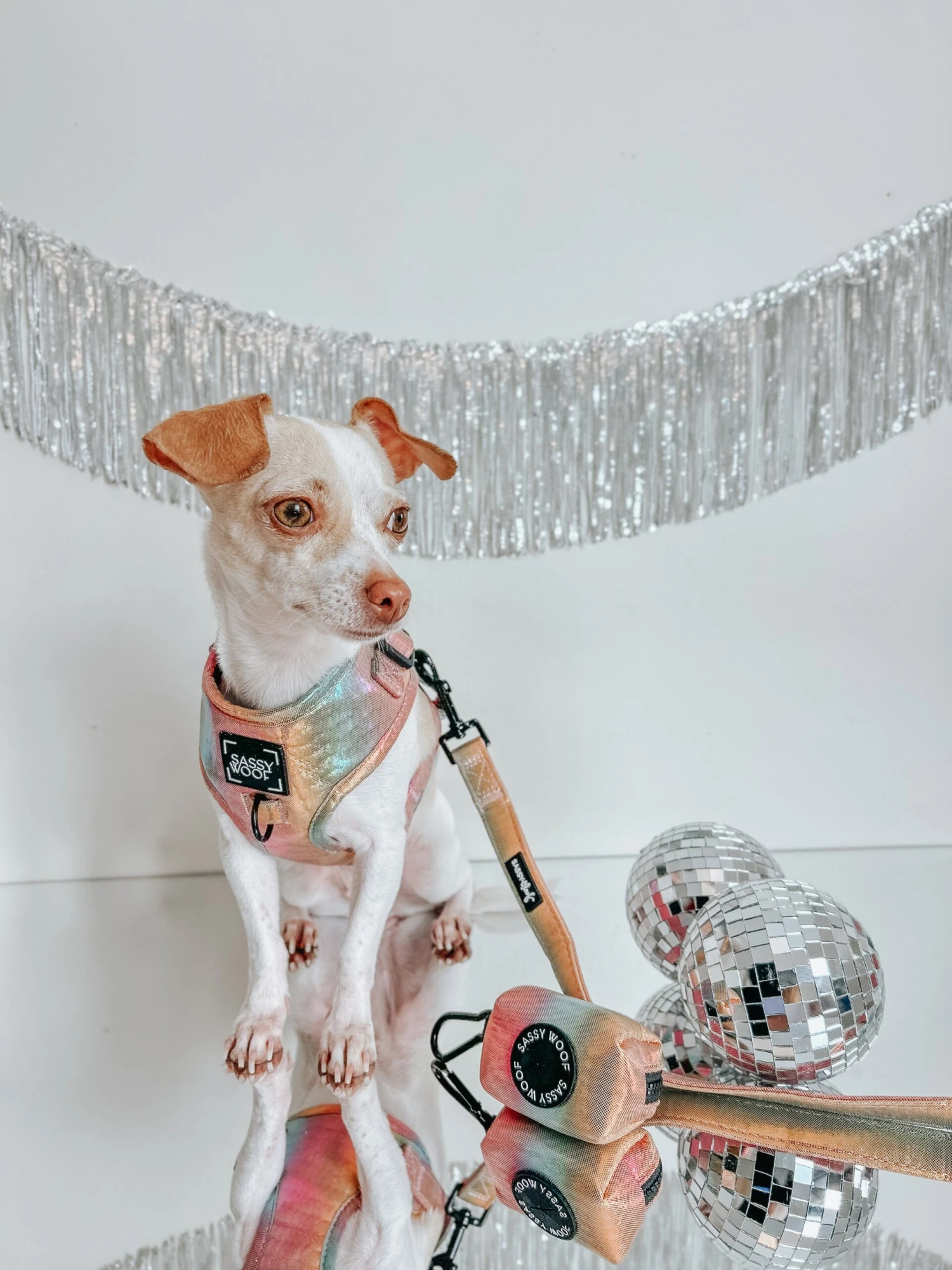 Dog Leash - The Night Life 10 Dog Leash - The Night Life - Image 8