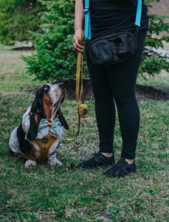 Dog Parent Bag - Strap Only -Furfinity Cheap Shop DOLLY JEAN THE BASSET 1 2802a9e4 b2b3 44ac 9e32 91d3b76f268b
