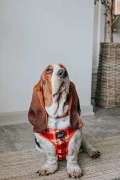 Dog Four Piece Bundle - Spiced Harvest -Furfinity Cheap Shop DOLLY JEAN THE BASSET 1 e1fd5b50 4d7f 45ab 81fe 6442d822ba10