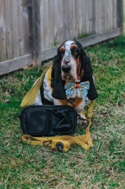 Dog Parent Bag - Strap Only -Furfinity Cheap Shop DOLLY JEAN THE BASSET 2 3559de8e 13db 404c aa75 c2e181a26a80