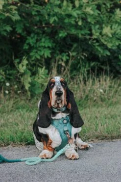 Dog Four Piece Bundle - Sage -Furfinity Cheap Shop DOLLY JEAN THE BASSET 2 8249a05a 5974 4e5c a64e 11385f0be8b3
