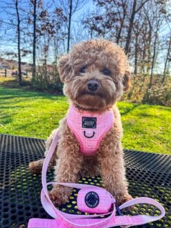 Dog Reversible Harness - Dolce Rose 37 Dog Reversible Harness - Dolce Rose -Furfinity Cheap Shop DRModel 940dae15 71e8 4c4d 93ee b72f8b4a6ce0