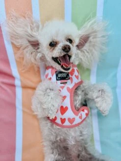 Dog Reversible Harness - Dolce Rose 38 Dog Reversible Harness - Dolce Rose -Furfinity Cheap Shop DRPoodle