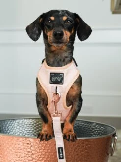 Dog Adjustable Harness - Pinot -Furfinity Cheap Shop DSC03691