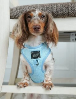 Dog Adjustable Harness - Blumond -Furfinity Cheap Shop DSC03726