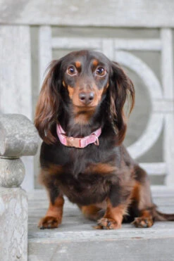 Dog Collar - Dolce Rose -Furfinity Cheap Shop DSC 1260 2 2