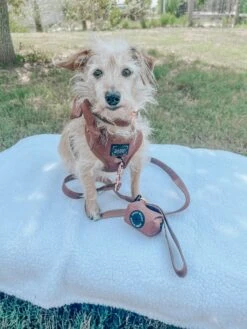 Dog Waste Bag Holder - Teddy -Furfinity Cheap Shop DUKE AND DARLA 4ab08852 e3c8 444c 887b 1b18c1ee9def