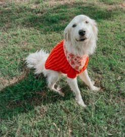 Dog Cable Knit Sweater - Orange -Furfinity Cheap Shop DUKE AND DARLA cd6d7d2a f256 4600 a24e 5bac12e9fbcd