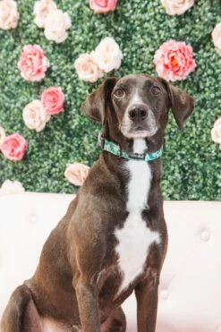 Dog Collar - Verano -Furfinity Cheap Shop Dame Verano