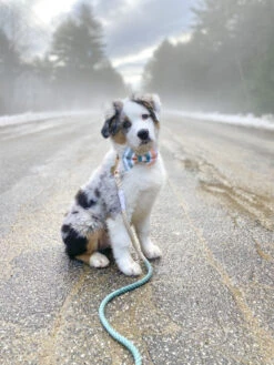 Dog Rope Leash - Dandy -Furfinity Cheap Shop Dandy