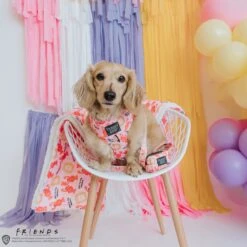 Dog Two Piece Bundle -Friends™ (Lobster) -Furfinity Cheap Shop Day2.2 f135346b 78b0 45b1 8b95 1fa2e97723ee