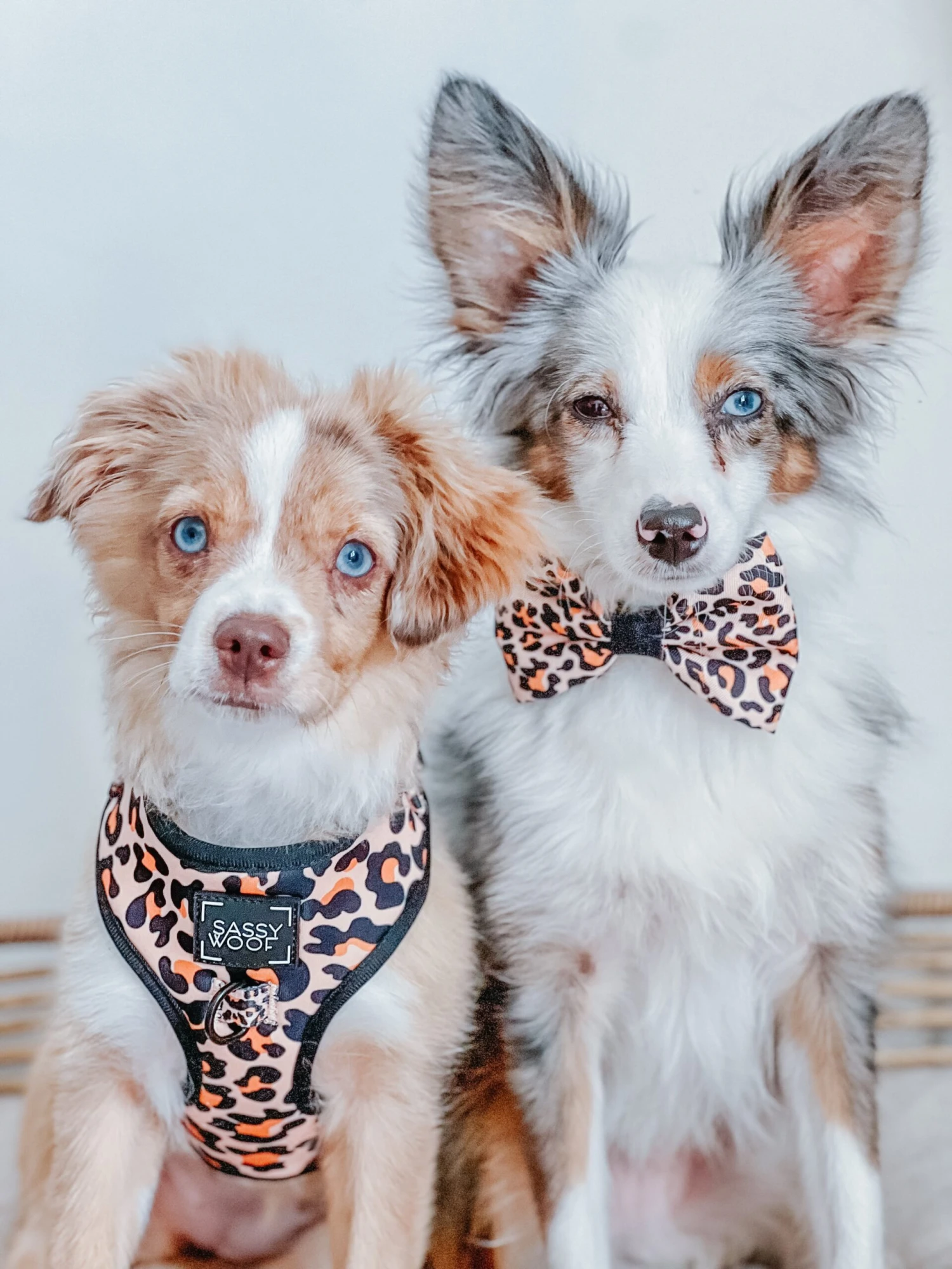 Dog Bowtie - Sass Gone Wild 9 Dog Bowtie - Sass Gone Wild - Image 7