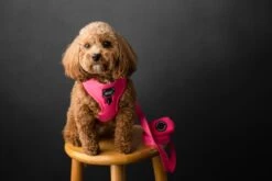 Dog Waste Bag Holder - Neon Pink 12 Dog Waste Bag Holder - Neon Pink -Furfinity Cheap Shop Dog Neon Pink Cavapoo Harness 8abfee3c 6a9a 4275 acf9 bf45dd3f9667