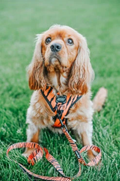 Dog Adjustable Harness - Paw Of The Tiger -Furfinity Cheap Shop Dog Safari Collection 10 61c8cb75 1517 430d aaca b75dcf3a437e