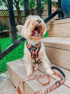 Dog Adjustable Harness - Paw Of The Tiger -Furfinity Cheap Shop Dog Safari Collection 15 da87d997 4708 4f2b 9e30 ae55c7d8a442