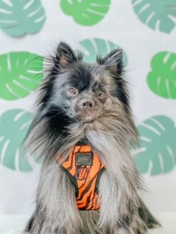 Dog Adjustable Harness - Paw Of The Tiger -Furfinity Cheap Shop Dog Safari Collection Animal 5 155d51a6 28ca 44fa 92f0 d3ff6f66ab4c