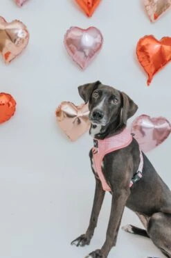 Dog Reversible Harness - Dolce Rose 35 Dog Reversible Harness - Dolce Rose -Furfinity Cheap Shop Dolce Rose Dog Harness 3 1fffbc7d 1241 4144 afab 24d9ac0d66f6