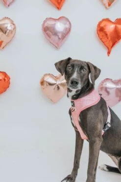 Harness Three Piece Bundle - Dolce Rose -Furfinity Cheap Shop Dolce Rose Dog Harness 4