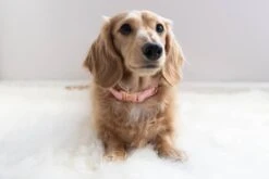 Harness Three Piece Bundle - Dolce Rose -Furfinity Cheap Shop Dolce Collar