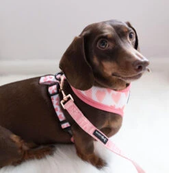 Harness Three Piece Bundle - Dolce Rose -Furfinity Cheap Shop Dolce Leash3