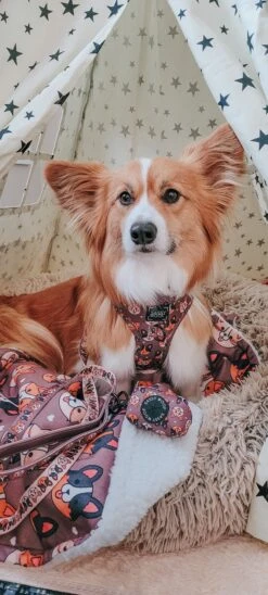 Dog Adjustable Harness - Cuddly Corgis -Furfinity Cheap Shop EGGOCORGO 4