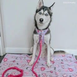 Dog Rope Leash - BARBIE™ 14 Dog Rope Leash - BARBIE™ -Furfinity Cheap Shop EMMIETHEHUSKY 2