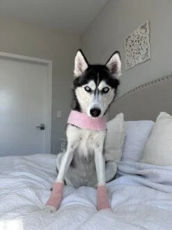 Dog Leg Warmers - Pink -Furfinity Cheap Shop EMMITHEHUSKYY 1
