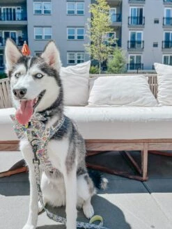 Dog Four Piece Bundle - Raise The Woof -Furfinity Cheap Shop EMMITHEHUSKYY 2