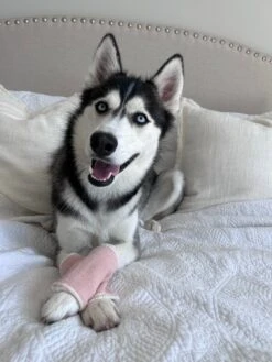 Dog Leg Warmers - Pink -Furfinity Cheap Shop EMMITHEHUSKYY 2 e354063a 8357 4c2e ae2f 832f23a2b1d8