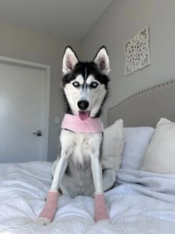 Dog Infinity Scarf - Pink -Furfinity Cheap Shop EMMITHEHUSKYY 3 25a9aff2 de43 443c bc6b adb28c88412b