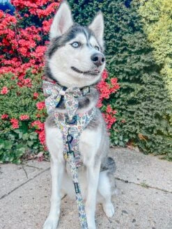 Dog Sailor Bow - Raise The Woof -Furfinity Cheap Shop EMMITHEHUSKYY 5 20e1a6e7 dc04 42ec 9082 6ce612ab6e0f