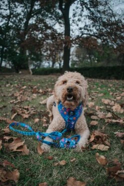 Dog Waste Bag Holder - Blue's Clues™ -Furfinity Cheap Shop ERTZTHEMINIDOOD 2