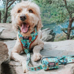 Dog Four Piece Bundle - Scooby-Doo™ -Furfinity Cheap Shop ERTZTHEMINIDOOD 70fe4f4a 14fa 4c5e 8fc1 d9cdab2453d6