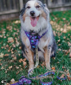 Dog Four Piece Bundle - Mojo Jojo™ -Furfinity Cheap Shop EUREKAPAWS 1