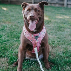 Dog Rope Leash - Disney's Mulan -Furfinity Cheap Shop EUREKAPAWS 2 05422745 fc48 4c6e 916c 9c379a3312dc