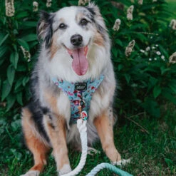 Dog Rope Leash - Disney's Ariel -Furfinity Cheap Shop EUREKAPAWS 2 0717398f fd30 4c0d b13a b678e4227cee