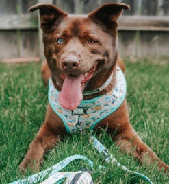 Dog Two Piece Bundle -STAR WARS™ The Child™ -Furfinity Cheap Shop EUREKAPAWS 2 22d7d133 d54f 4d03 b616 3ca99ceb6ada