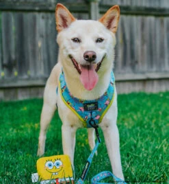 Dog Two Piece Bundle -SpongeBob SquarePants™ Jelly Fishin' 22 Dog Two Piece Bundle -SpongeBob SquarePants™ Jelly Fishin' -Furfinity Cheap Shop EUREKAPAWS 3 a050aaf6 0ca3 4029 81ab 607e1626476c