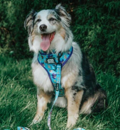 Dog Two Piece Bundle -STAR WARS™ The Mandalorian™ 22 Dog Two Piece Bundle -STAR WARS™ The Mandalorian™ -Furfinity Cheap Shop EUREKAPAWS 4 4fb0f06e 4bd3 42fe 9f36 4acdfdbc39f0