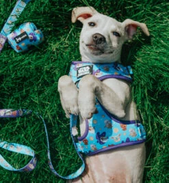 Dog Four Piece Bundle - STAR WARS™ The Mandalorian™ -Furfinity Cheap Shop EUREKAPAWS 6