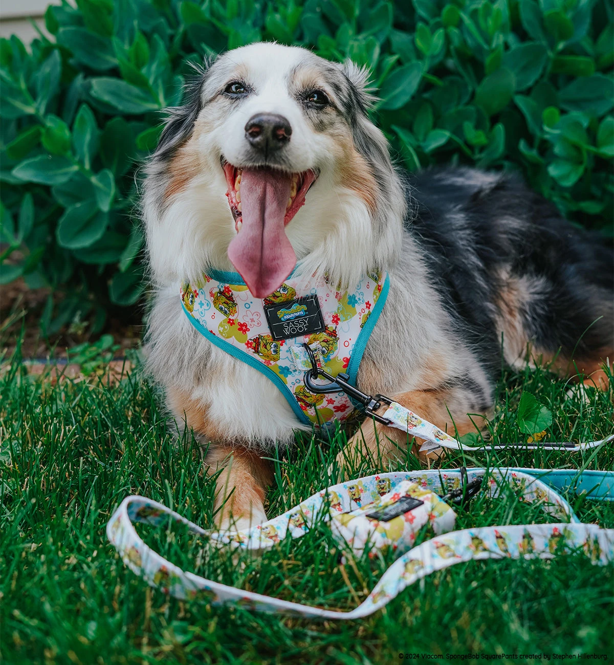 Dog Four Piece Bundle - SpongeBob SquarePants™ Bikini Bottom 16 Dog Four Piece Bundle - SpongeBob SquarePants™ Bikini Bottom - Image 14