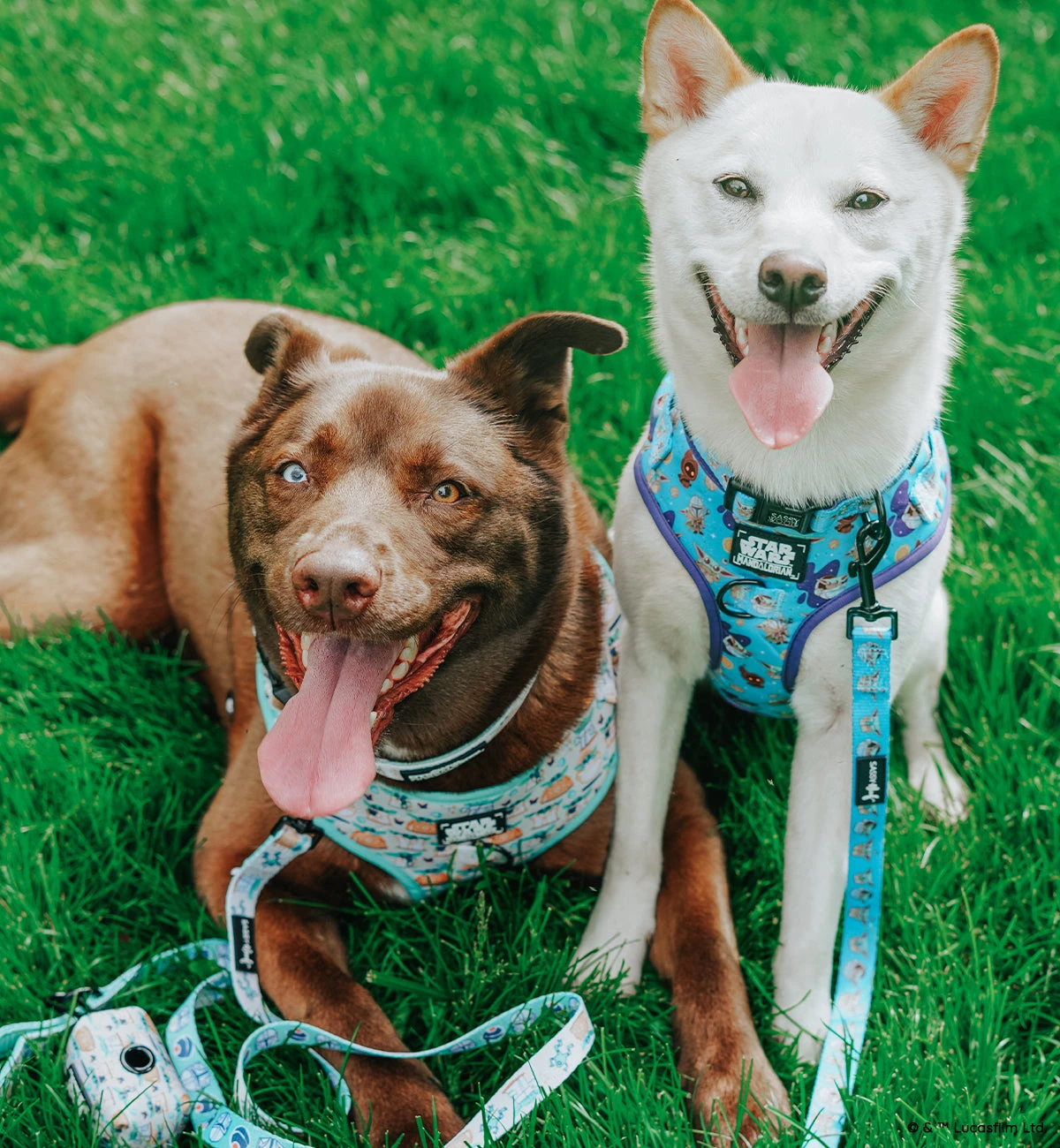 Dog Two Piece Bundle -STAR WARS™ The Mandalorian™ 13 Dog Two Piece Bundle -STAR WARS™ The Mandalorian™ - Image 11