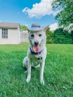 Dog Bucket Hat - Pupfluencer -Furfinity Cheap Shop EUREKAPAWS 1 44df6aa9 256e 420d bea5 88c3de52795f